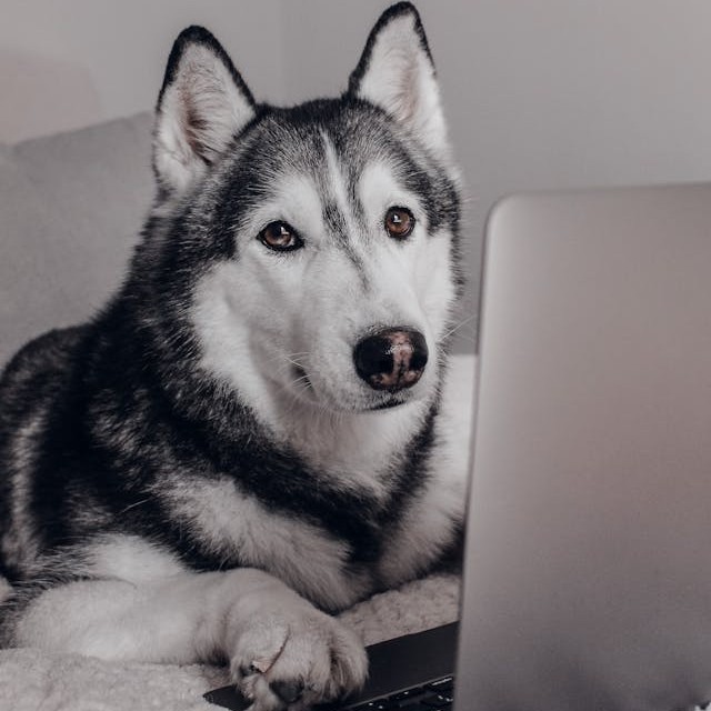husky at a laptop