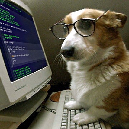 dog on computer meme saying I have no idea what I'm doing