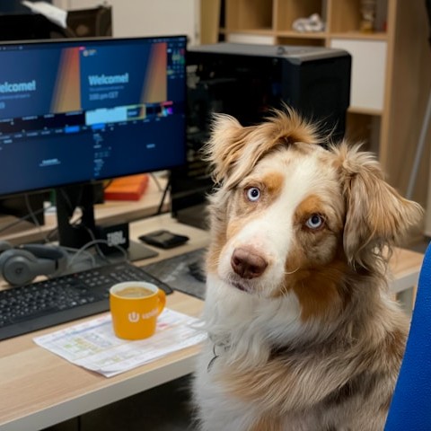dog in glasses at computer